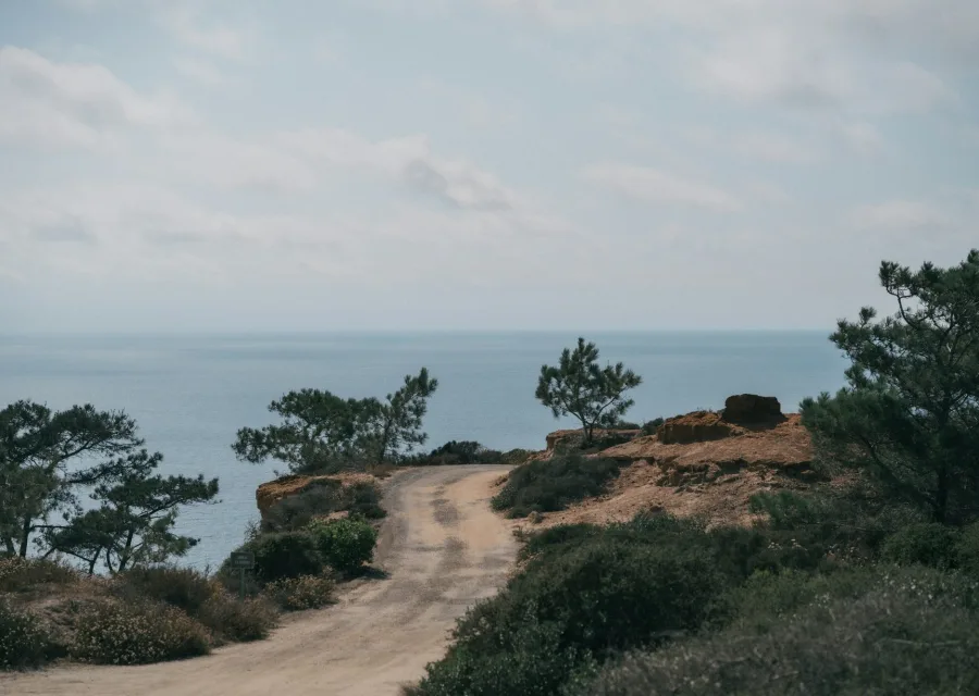Chemin bordé de pins menant à la falaise
